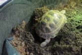 Indoors using large plastic dog basket.  The soil is as deep as the length of the tort. - click to enlarge
